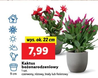 Lidl Kaktus bożonarodzeniowy oferta