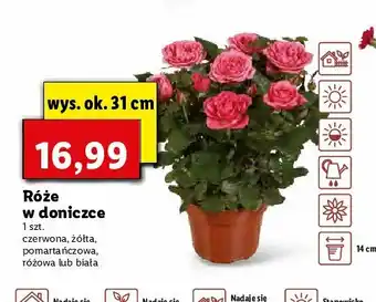 Lidl Róża biała 31 cm 1 SZT oferta