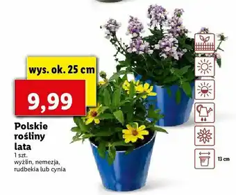 Lidl Wyżlin 25 cm 1 SZT oferta