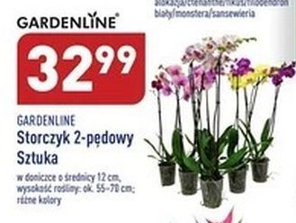 ALDI Storczyk 2-pędowy garden line oferta