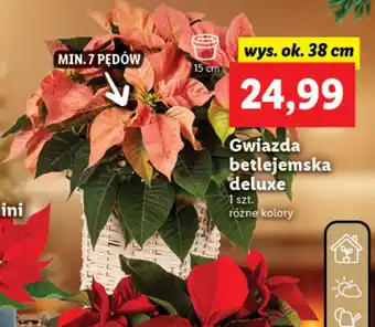 Lidl Gwiazda betlejemska deluxe 1szt. różne rodzaje oferta