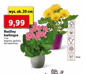 Lidl Rośliny kwitnące oferta