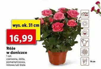 Lidl Róże w doniczce oferta