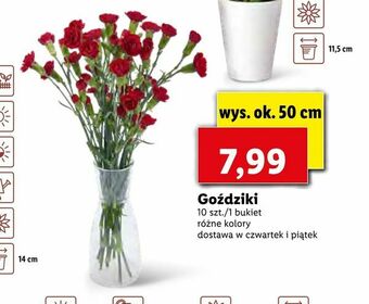 Lidl Goździki oferta