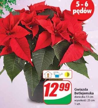 Dino Gwiazda betlejemska 13 cm oferta