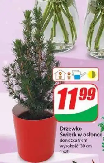 Dino Świerk don. 9 cm oferta