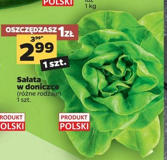 Netto Sałata w doniczce oferta