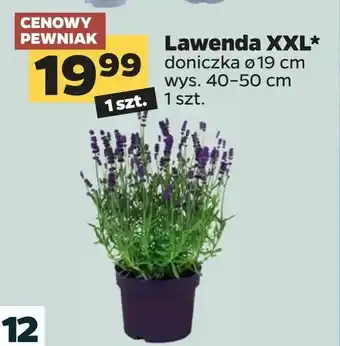Netto Lawenda XXL oferta