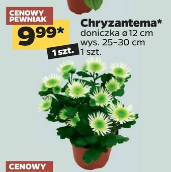 Netto Chryzantema oferta