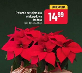Polomarket Gwiazda betlejemska oferta