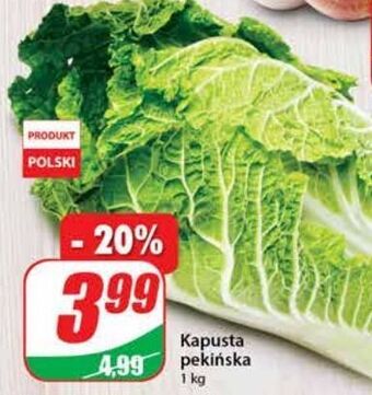Dino Kapusta pekińska oferta