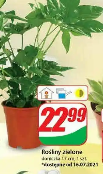 Dino Rośliny zielone don. 17 cm 1 SZT oferta