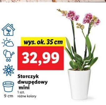 Lidl Storczyk dwupędowy mini 35 cm oferta