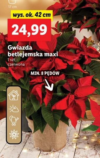 Lidl Gwiazda betlejemska 42 cm oferta