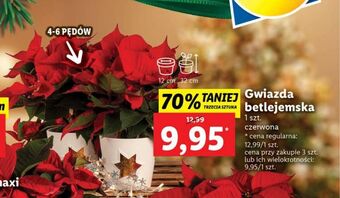 Lidl Gwiazda betlejemska oferta