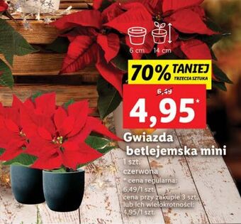 Lidl Gwiazda betlejemska mini oferta