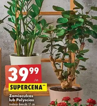 Biedronka Zamioculcas 1 SZT oferta