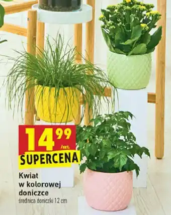 Biedronka Kwiat w kolorowej doniczce 1 SZT oferta