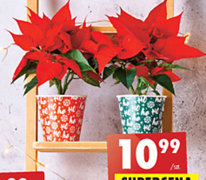 Biedronka Roślina doniczkowa oferta