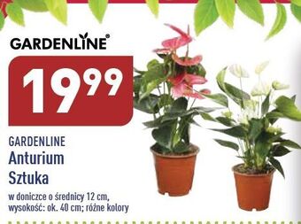 ALDI Anturium 12 cm garden line oferta
