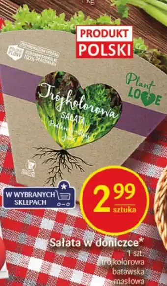 Delikatesy Centrum Sałata w doniczce 1szt. oferta