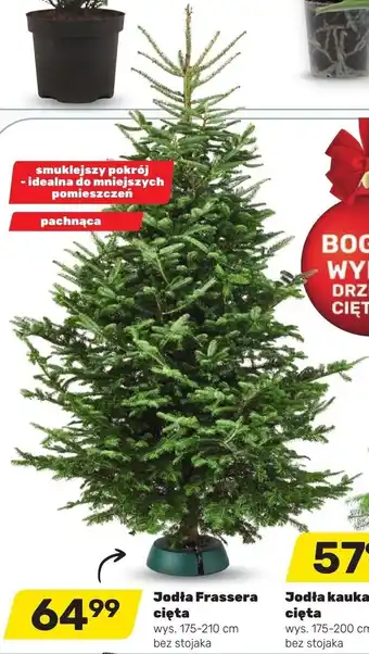 Bricomarche Jodła Frassera cięta wys. 175-200cm bez stojaka oferta