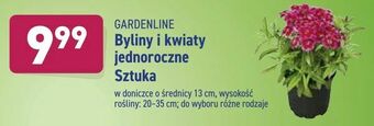 ALDI Byliny i kwiaty jednoroczne oferta
