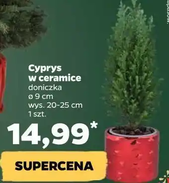 Netto Cyprys 9 cm oferta