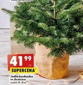 Biedronka Jodła kaukaska w donicy wys. 40-60 cm oferta