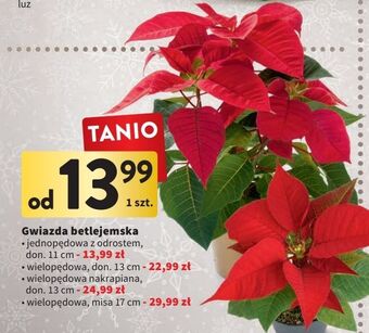 Intermarche Gwiazda betlejemska poinsecja doniczka 17 cm oferta