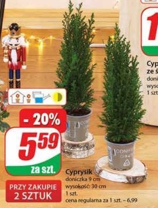 Cyprysik śr. doniczki 9 cm