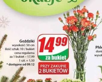 Dino Goździki oferta