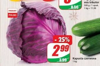 Dino Kapusta czerwona oferta