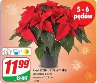 Dino Gwiazda betlejemska 13 cm oferta
