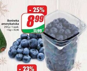 Dino Borówka amerykańska oferta