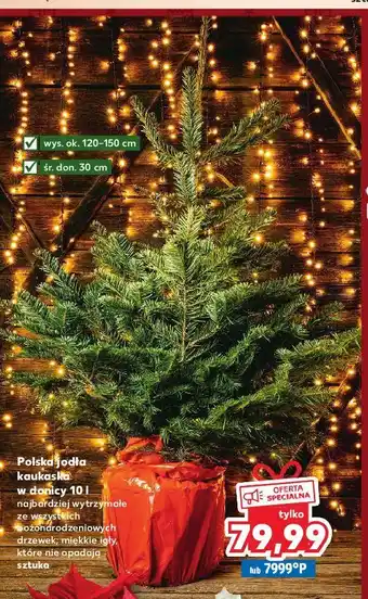 Kaufland Jodła kaukaska 30 cm oferta