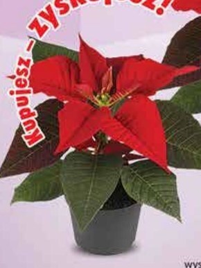 Dino Gwiazda betlejemska oferta