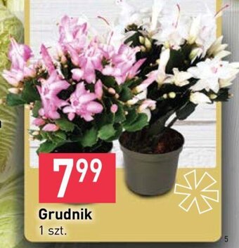Stokrotka Grudnik 1 szt. oferta