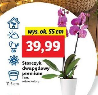 Lidl Storczyk 2-pędowy premium oferta