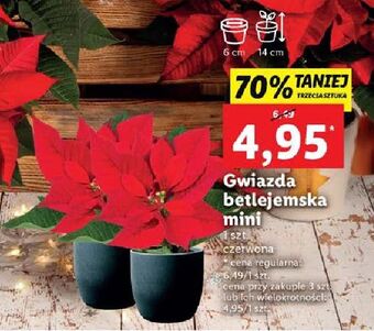 Lidl Gwiazda betlejemska mini oferta