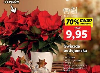 Lidl Gwiazda betlejemska oferta