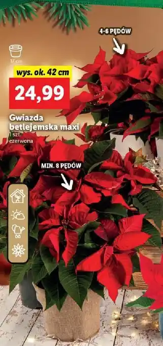 Lidl Gwiazda betlejemska max oferta