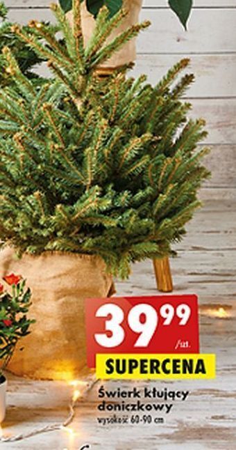 Biedronka Świerk kłujący w doniczce 60-90 cm oferta
