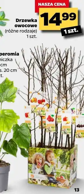 Netto Drzewka owocowe 1sztuka oferta