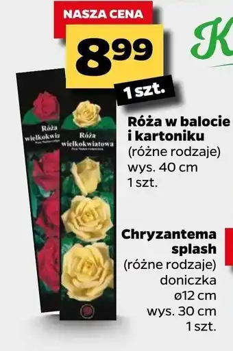 Netto Róża w balocie i kartoniku 1sztuka oferta