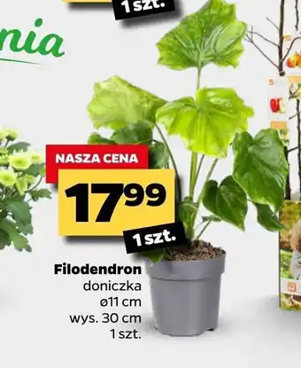 Netto Filodendron 1sztuka oferta