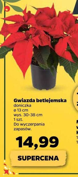 Netto Gwiazda betlejemska 13 cm oferta