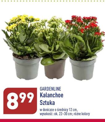 ALDI Kalanchoe w doniczce 12 cm garden line oferta