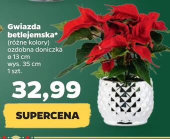 Netto Gwiazda betlejemska* oferta