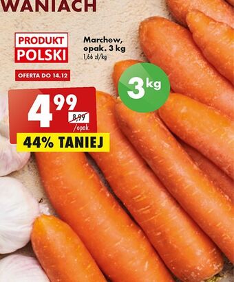 Biedronka Marchew oferta